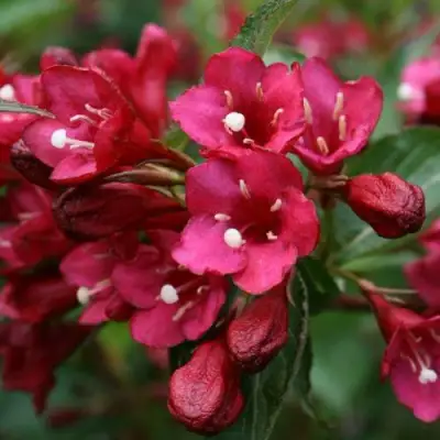 Вейгела ЕВА РАТКЕ в Жодино