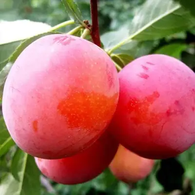 Слива КОМЕТА в Жодино