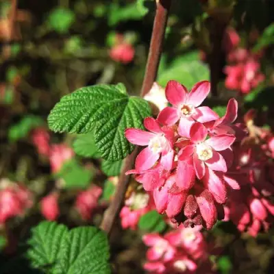 Смородина кроваво-красная ПУЛБОРО СКАРЛЕТ  в Жодино