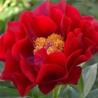 Пион МАКИНАК ГРАНД травянистый в Жодино