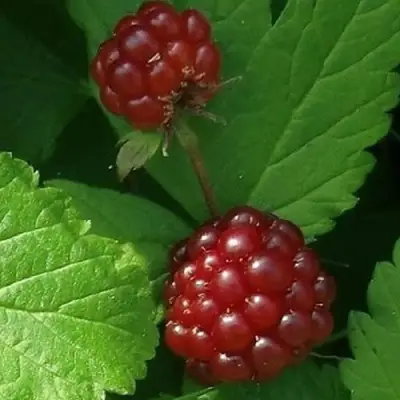 Княженика КЛОН в Жодино