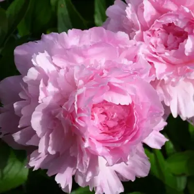 Пион ЛЕТЯЩИЙ ЖУРАВЛЬ травянистый в Жодино