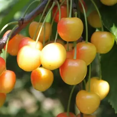 Черешня ЯНТАРНАЯ в Жодино