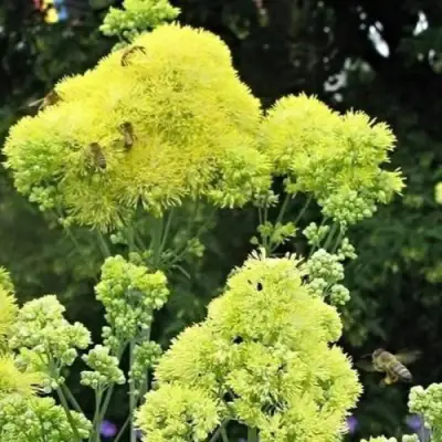 Василистник ГЛАУКУМ желтый в Жодино