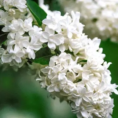 Сирень МАДАМ ЛЕМУАН в Жодино