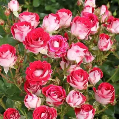 Роза ШОНЕ КОБЛЕНЦЕРИН флорибунда в Жодино