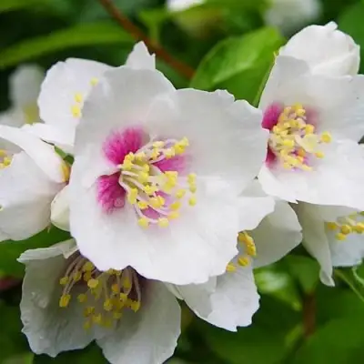 Жасмин БЕЛЬ ЭТУАЛЬ в Жодино