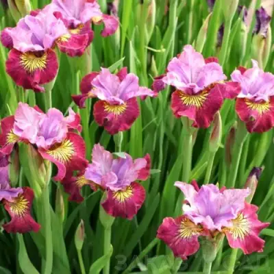Ирис МИСС ЭППЛ сибирский в Жодино