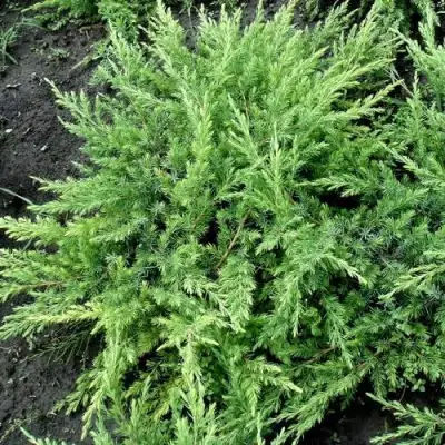 Можжевельник ШЛЯГЕР прибрежный в Жодино