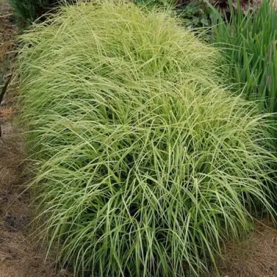 Осока ВАРИЕГАТА пальмолистная в Жодино