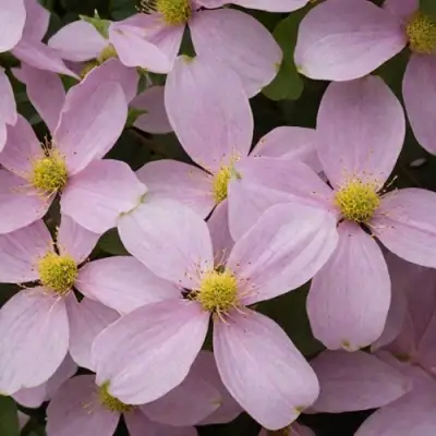 Клематис ГОРНЫЙ в Жодино