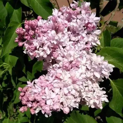 Сирень МИЛОСЕРДИЕ в Жодино