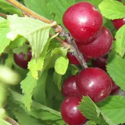 Вишня персиковая АФЛОЦЕРАЗУС в Жодино