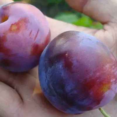 Слива РЕНКЛОД в Жодино