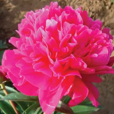 Пион РУБИНОВЫЙ СВЕТ травянистый в Жодино