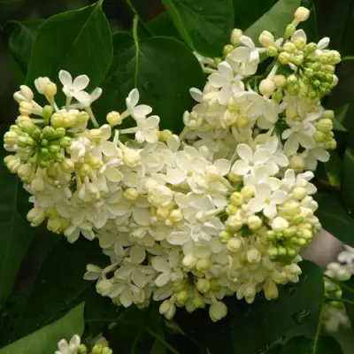 Сирень ПРИМРОУЗ в Жодино