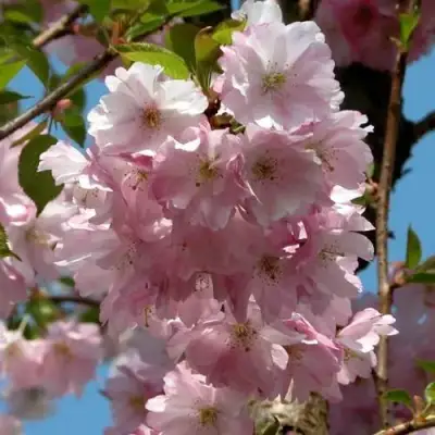 Вишня АККОЛЕЙД цветущая в Жодино