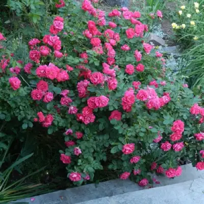 Роза ДЖОРДЖ ВАНКУВЕР флорибунда в Жодино