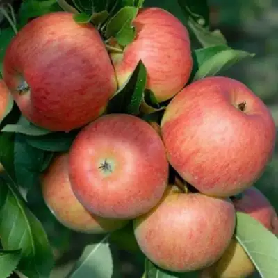 Яблоня ТОПАЗ в Жодино