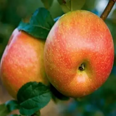 Яблоня ПЕРСИКОВАЯ в Жодино