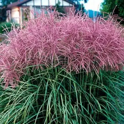 Мискантус МАЛЕПАРТУС китайский  в Жодино