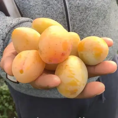 Слива ЯХОНТОВАЯ в Жодино