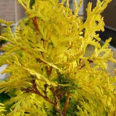 Туя ЕВРОПА ГОЛД западная в Жодино