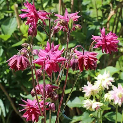 Аквилегия БАРЛОУ БОРДО обыкновенная в Жодино