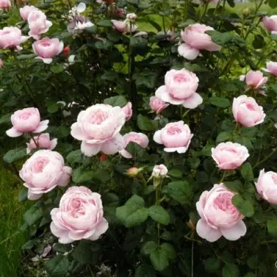 Роза КУИН ОФ СУИДЕН (КОРОЛЕВА ШВЕЦИИ) английская в Жодино