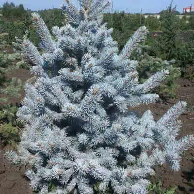Ель МИСТИ БЛЮ голубая в Жодино