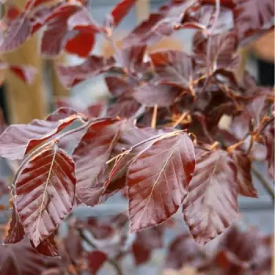 Бук лесной АТРОПУНИЦЕА в Жодино