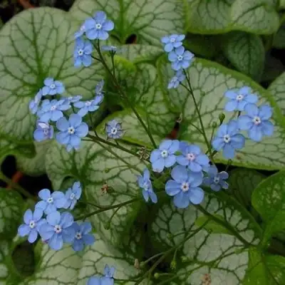 Бруннера ДЖЭК ФРОСТ в Жодино