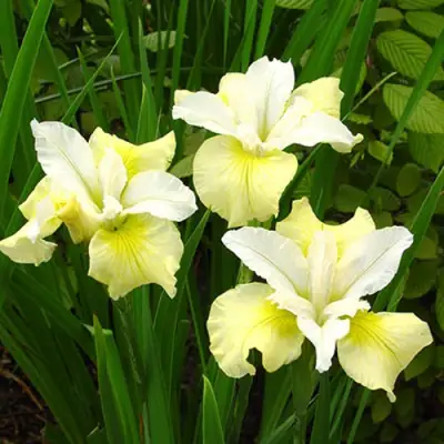 Ирис ЙЕЛЛОУ ТЕЙЛ сибирский в Жодино