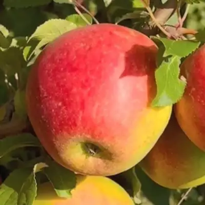 Яблоня САКАВИТА в Жодино