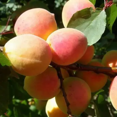 Абрикос СЮРПРИЗ в Жодино