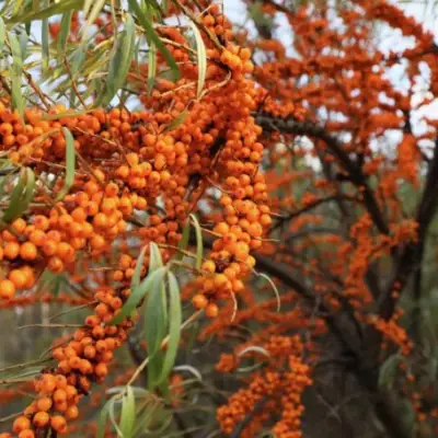 Облепиха СЕРАФИМА в Жодино