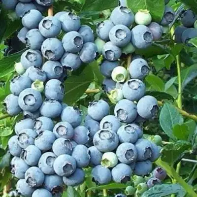 Голубика НОРТЛАНД в Жодино