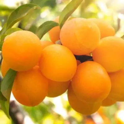 Слива МАРА в Жодино