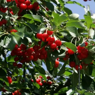 Вишня БРУСНИЦЫНА степная в Жодино