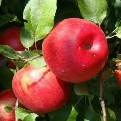 Яблоня ВАЛЕРИЯ в Жодино