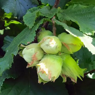 Фундук ТАМБОВСКИЙ РАННИЙ в Жодино