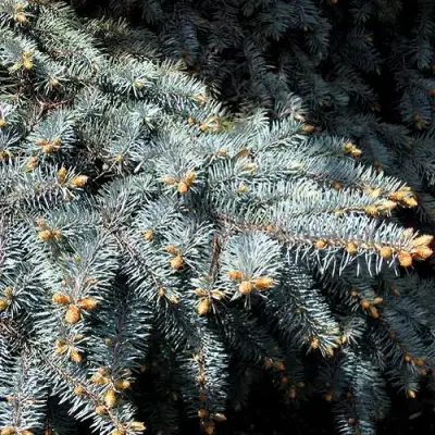 Ель НАНА сизая в Жодино