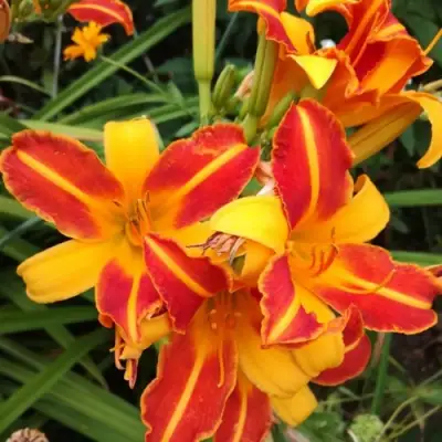 Лилейник ФРАНС ХАЛС в Жодино