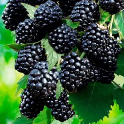 Ежевика ЛОХТЕЙ бесшипная в Жодино