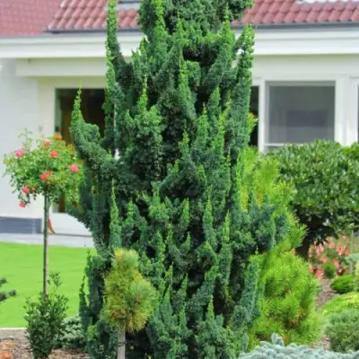 Кипарисовик ВИСЕЛЛИ лавсона в Жодино