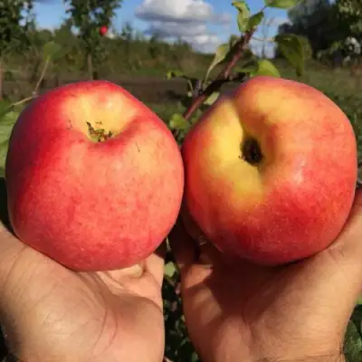 Яблоня КОВРОВОЕ стелющаяся в Жодино