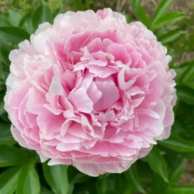 Пион КАТРИН ФОНТЕЙН травянистый в Жодино