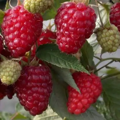 Малина ЭЛЕГАНТНАЯ в Жодино