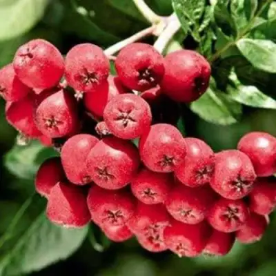 Рябина МОРАВСКАЯ сладкоплодная в Жодино