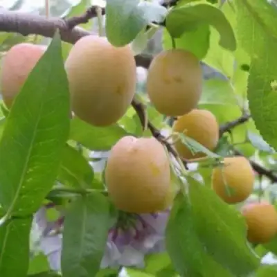 Слива УТРО в Жодино